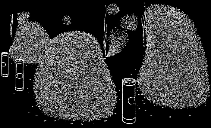 Smoking Bushes in a Designated Area | Kijelölt helyen dohányzó bokrok